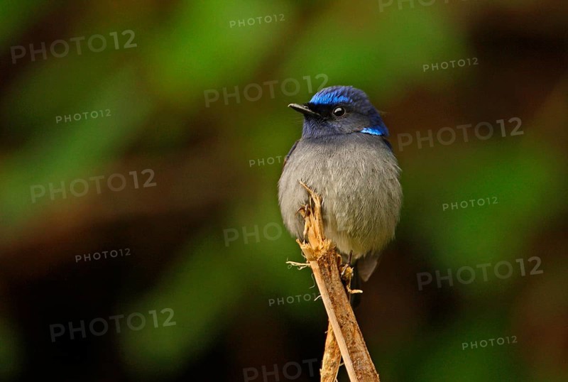 Small Niltava