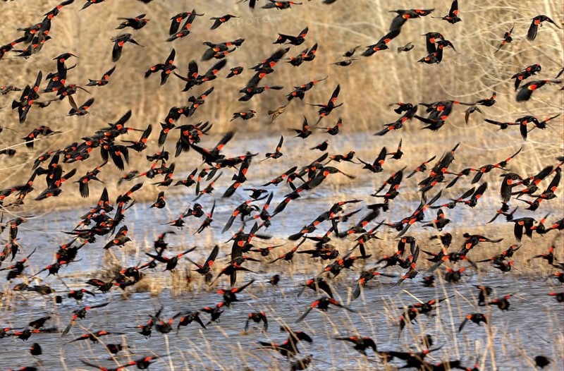 Red-winged Blackbird