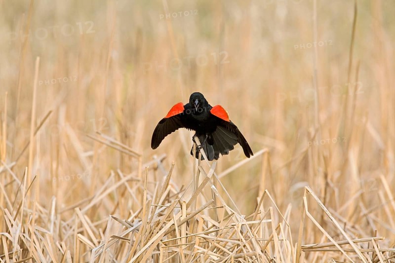 Red-winged Blackbird