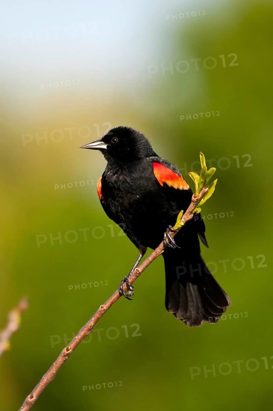 Red-winged Blackbird