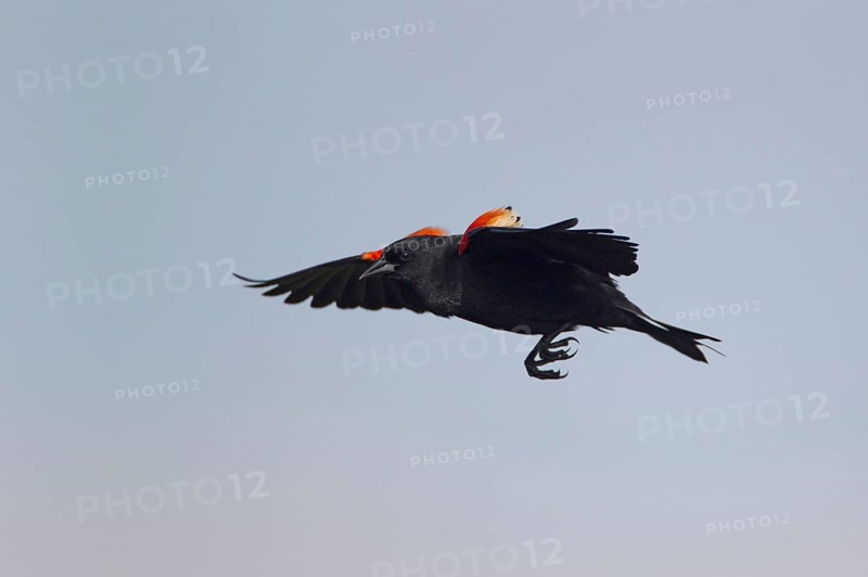 Red-winged Blackbird