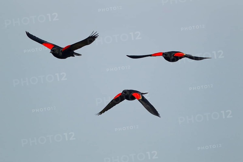 Red-winged Blackbird