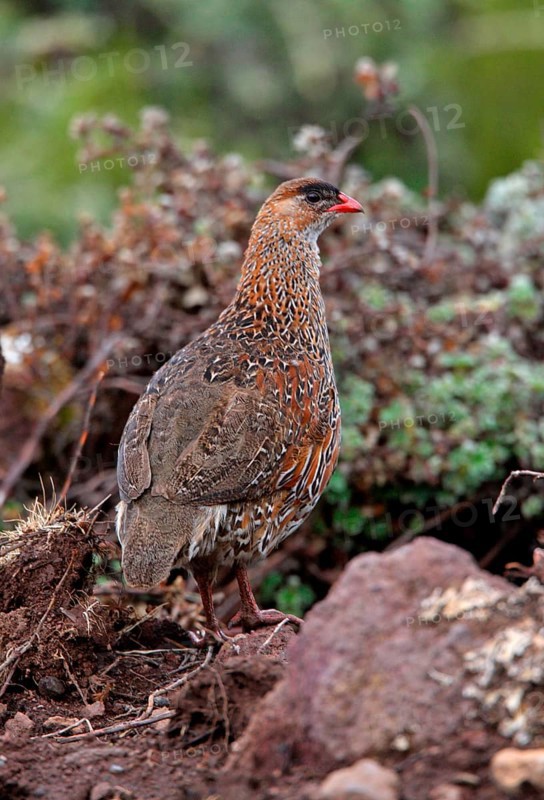 Adult chestnut-naped francolin
