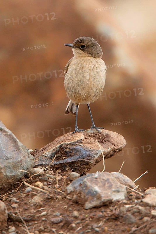 Moorland chat