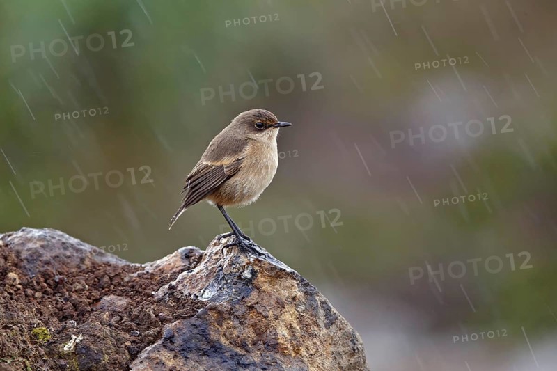 Moorland chat