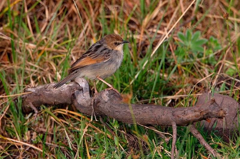 Lugubris