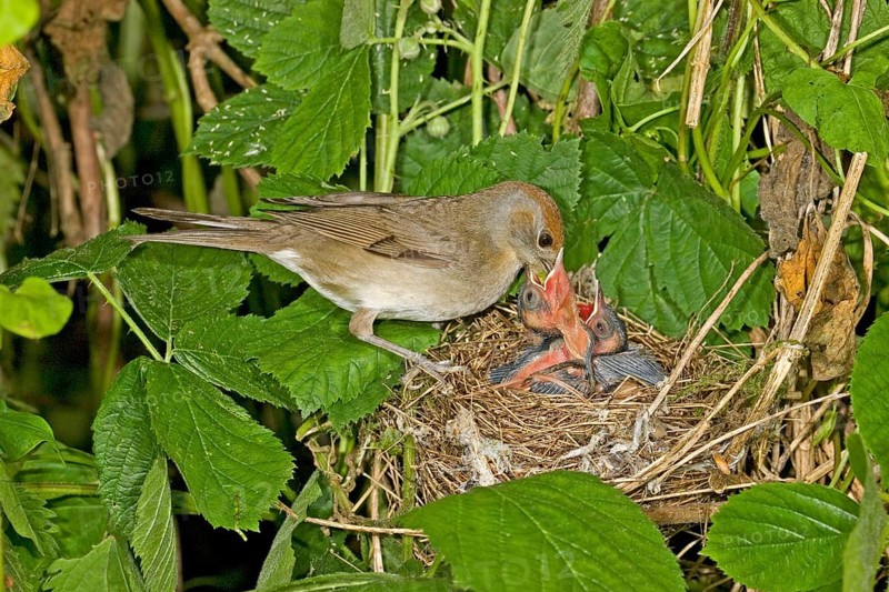 Blackcap