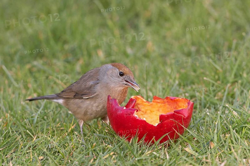 Blackcap