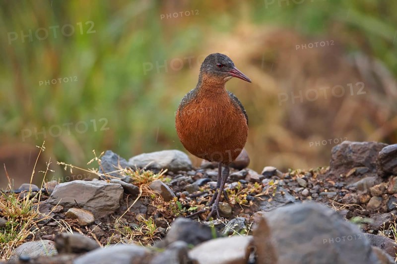 Rouget's rouget's rail