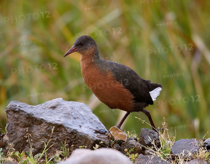 Rouget's rouget's rail