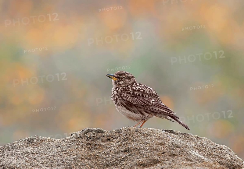 Cape clapper lark