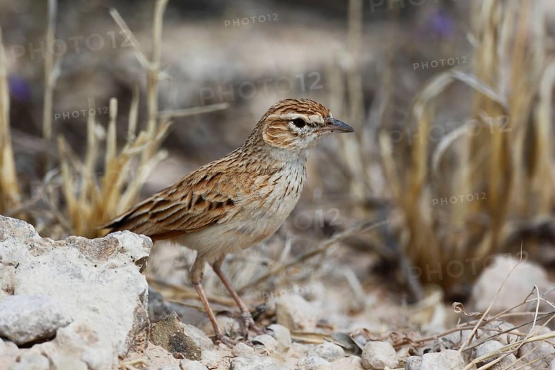 Eastern Clapper Lark