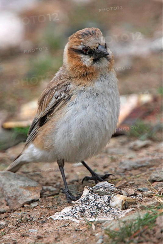 Rufous-necked Snowfinch