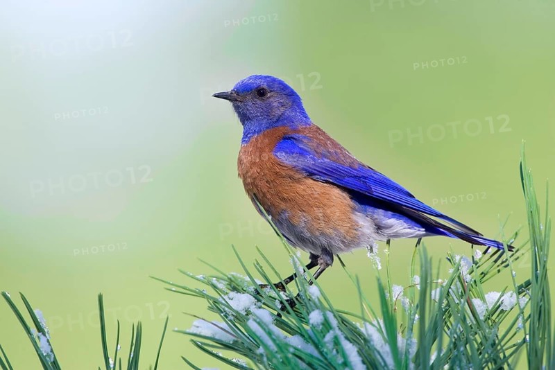 Western Bluebird