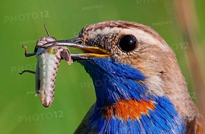 Red-spotted Bluethroat