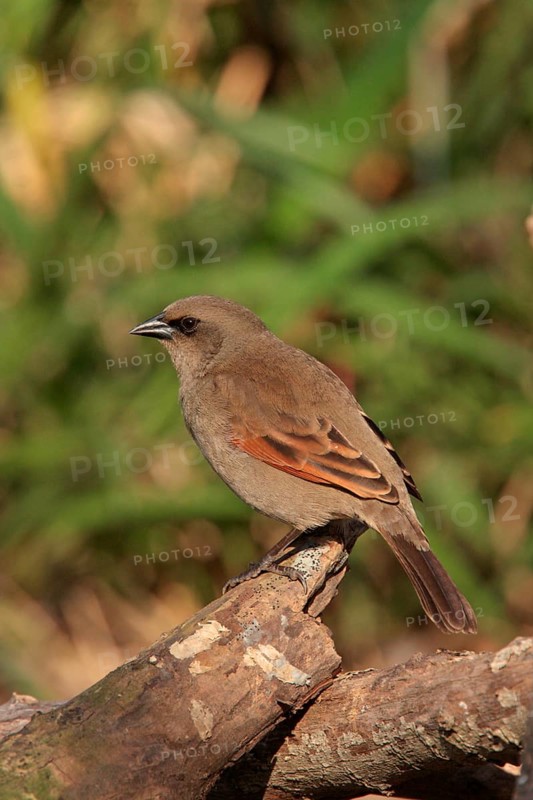 Grey Cowbird