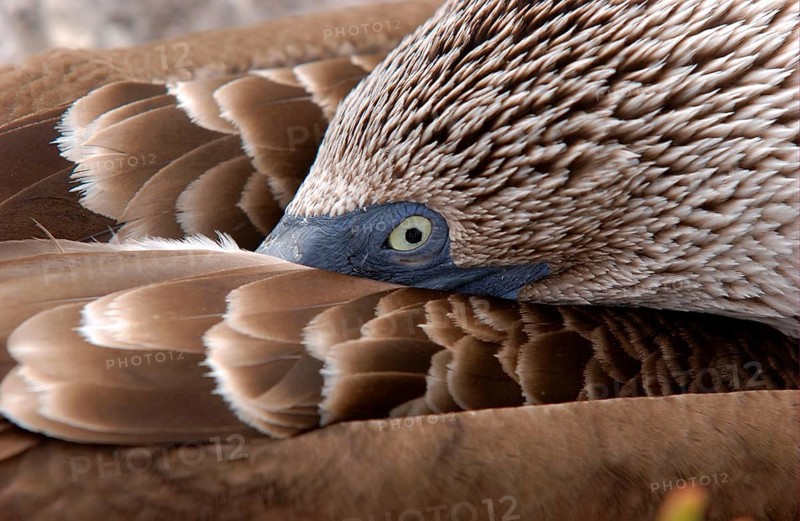 Blue-footed booby