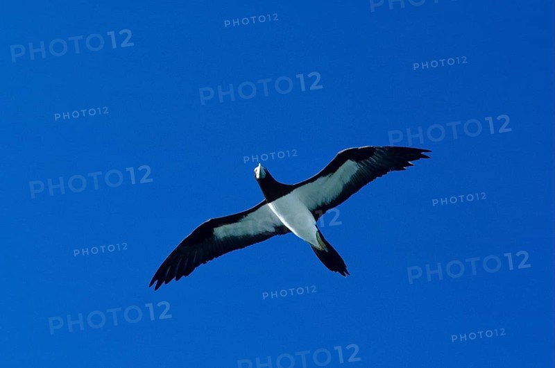 Brown Booby