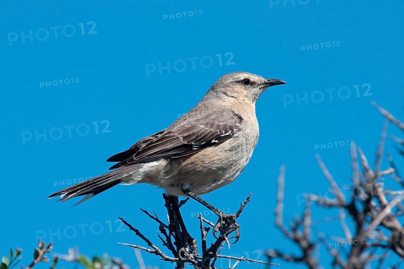 Patagonian mockingbird
