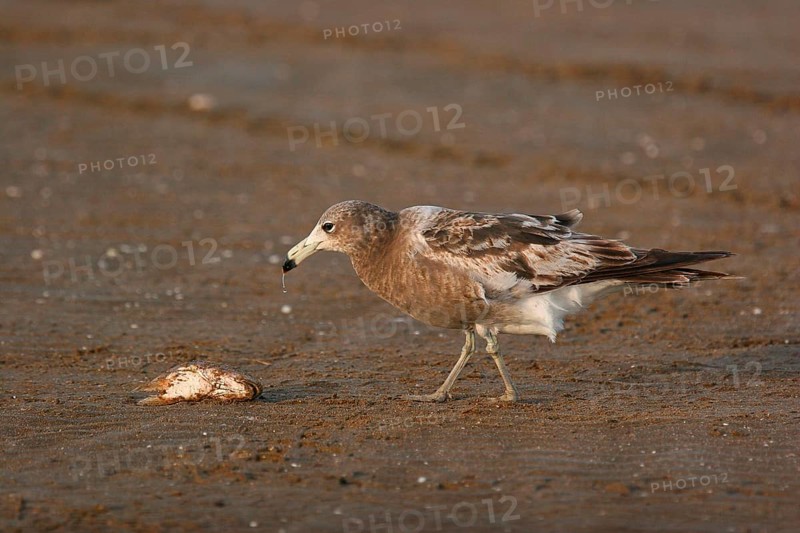 Olrog's olrog's gull