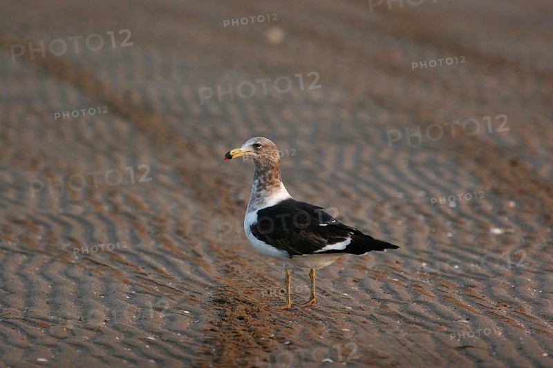 Olrog's olrog's gull