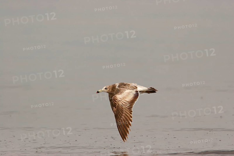 Olrog's olrog's gull