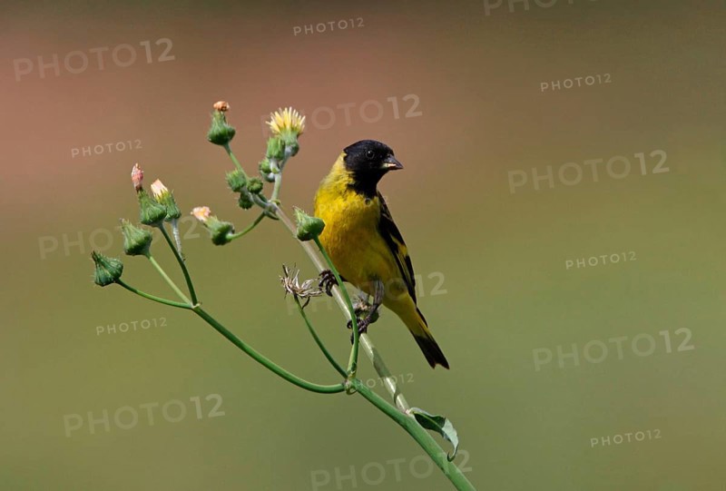 Hooded Siskin