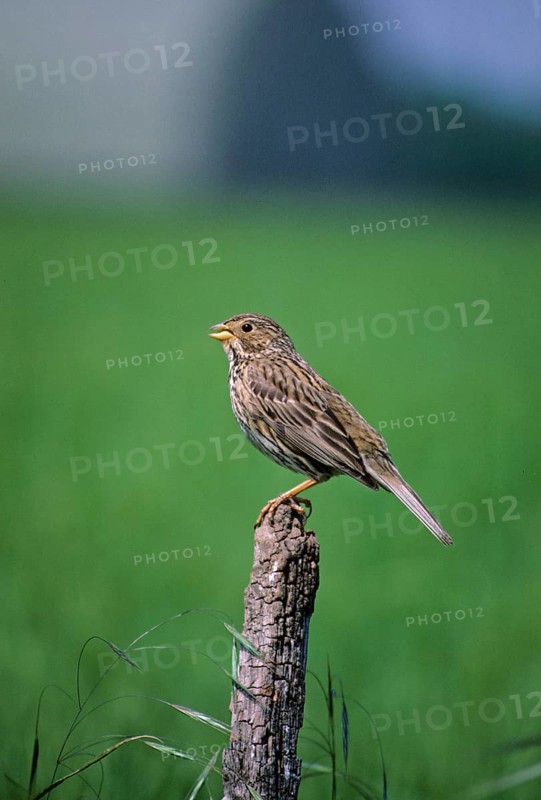 Corn Bunting