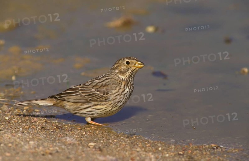 Corn bunting