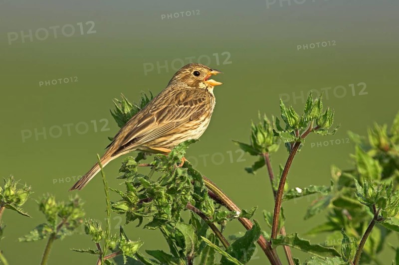 Corn Bunting