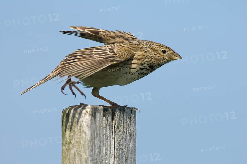 Corn Bunting