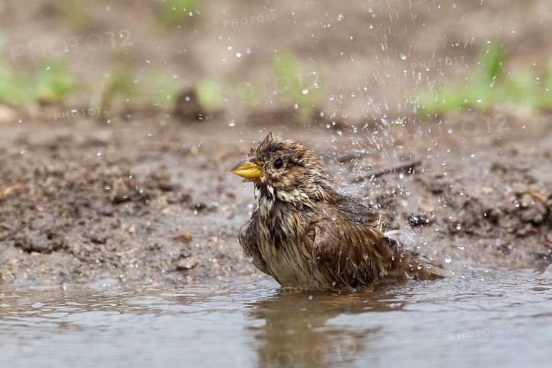 Corn Bunting