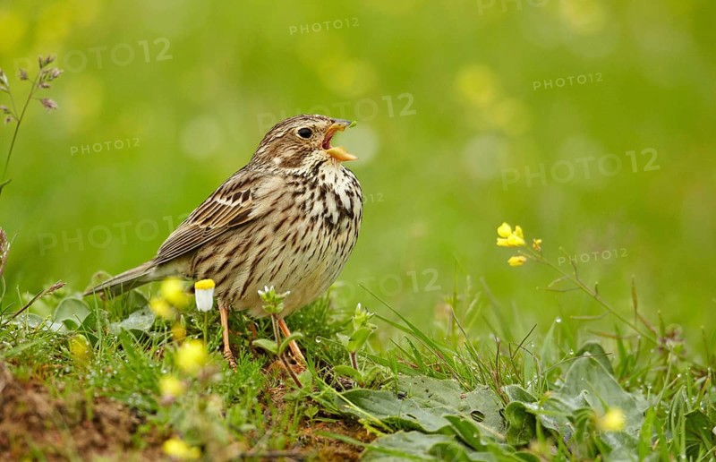 Corn Bunting
