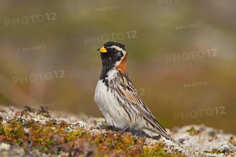 Lapland longspur