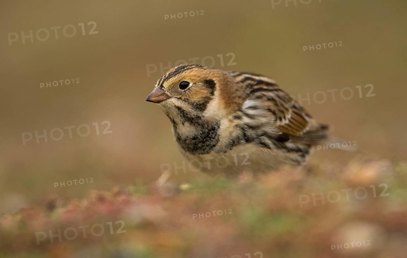 Lapland Bunting