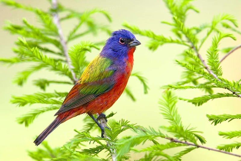 Painted Bunting