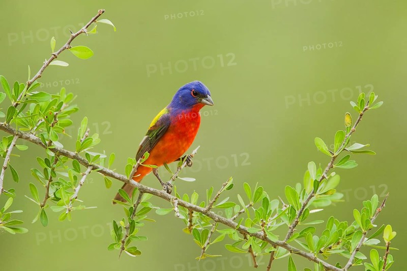 Painted Bunting