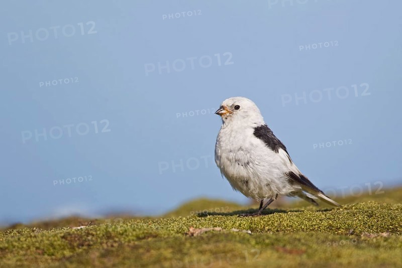 Snow Bunting