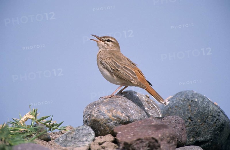 Rufous-tailed Scrub-robin