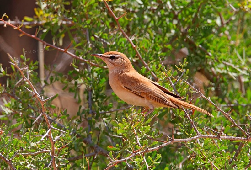 Rufous-tailed Scrub-robin