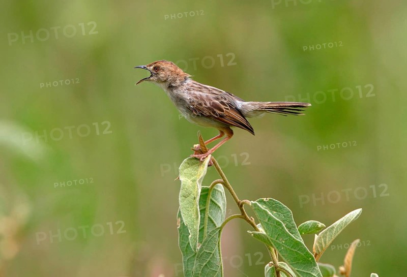 Rattling Cisticola