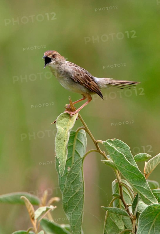 Rattling Cisticola