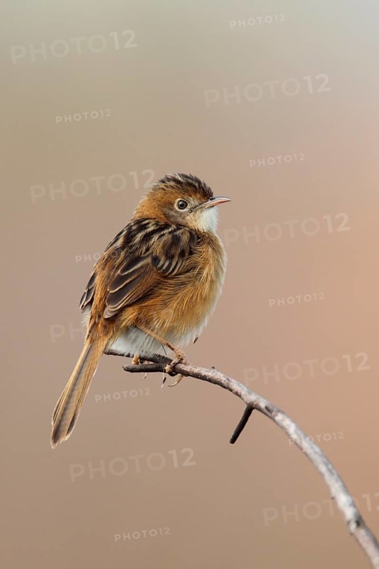 Golden-headed Cisticola