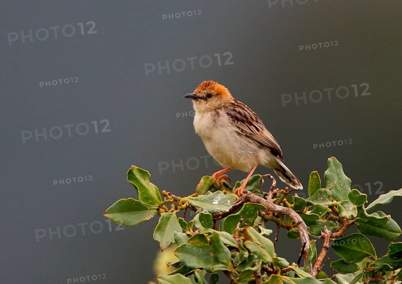 Levaillant's Cisticola