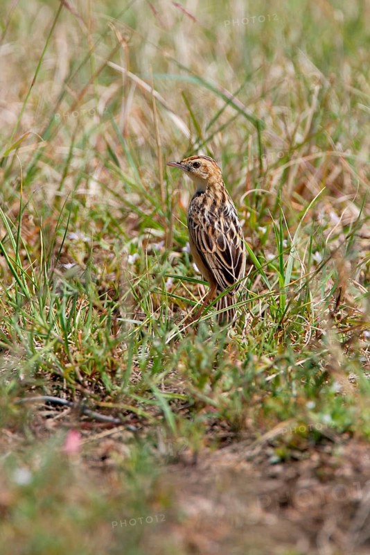 Pectoral-patch Cisticola