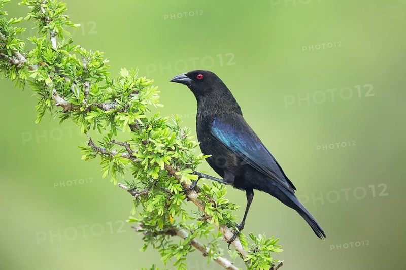 Bronzed Cowbird