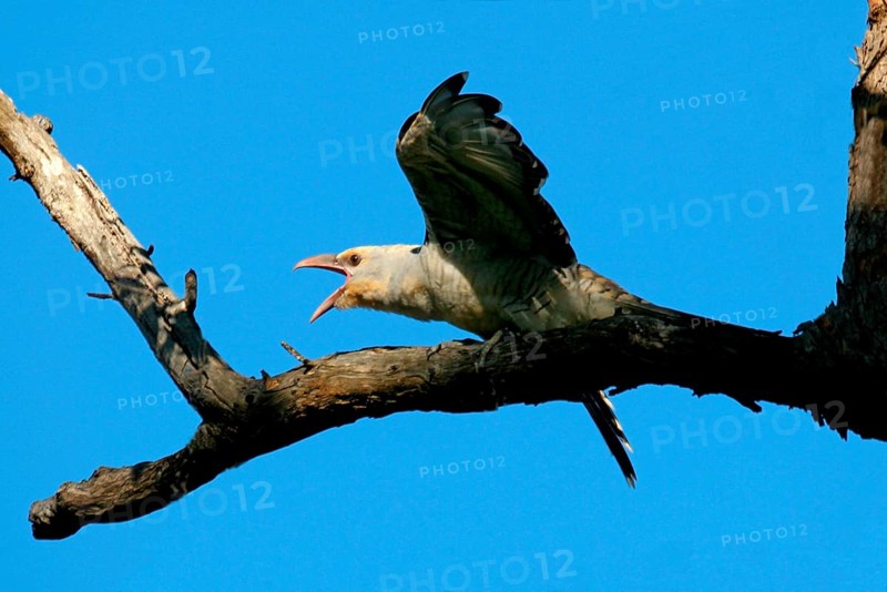 Channel-billed cuckoo