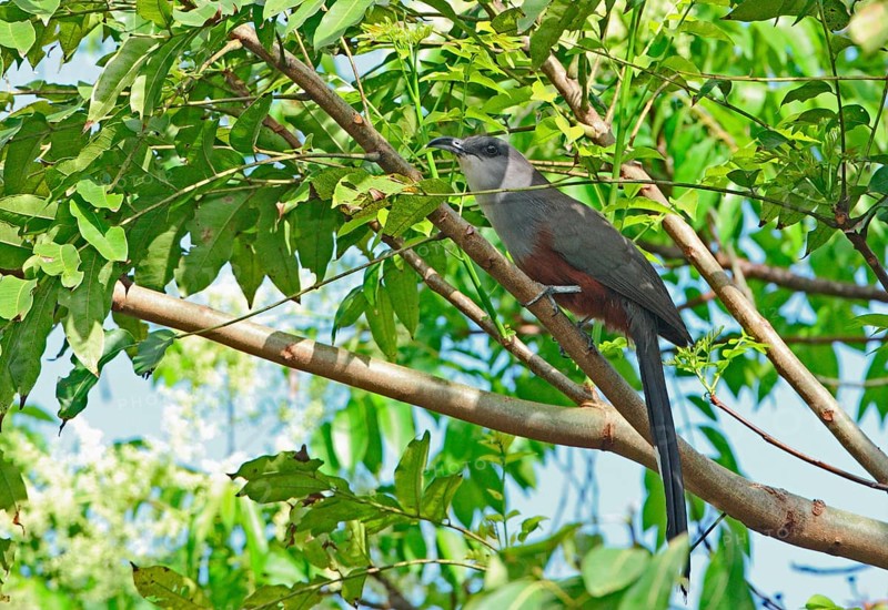 Hyetornis pluvialis