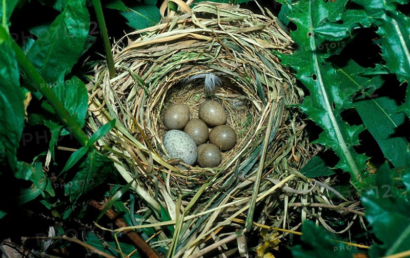 Aquatic Warbler