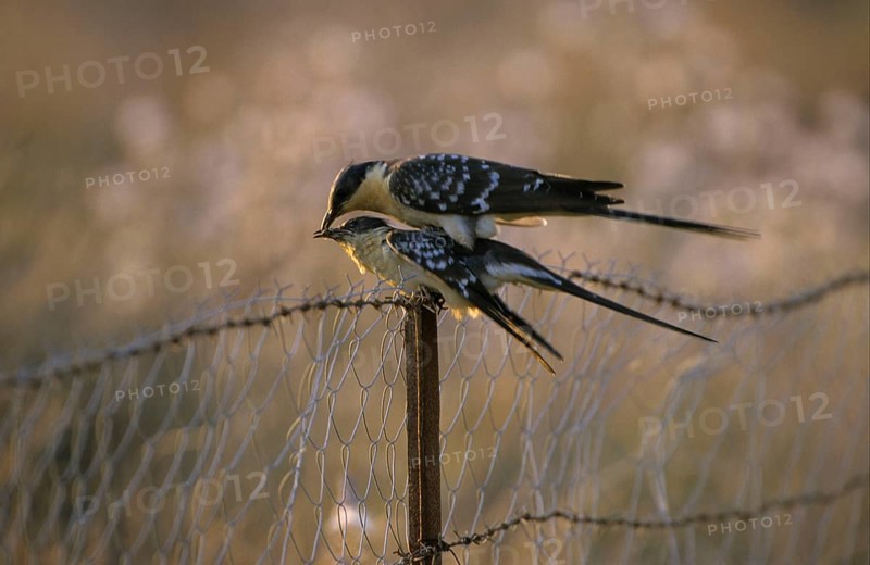 Great Spotted Cuckoo
